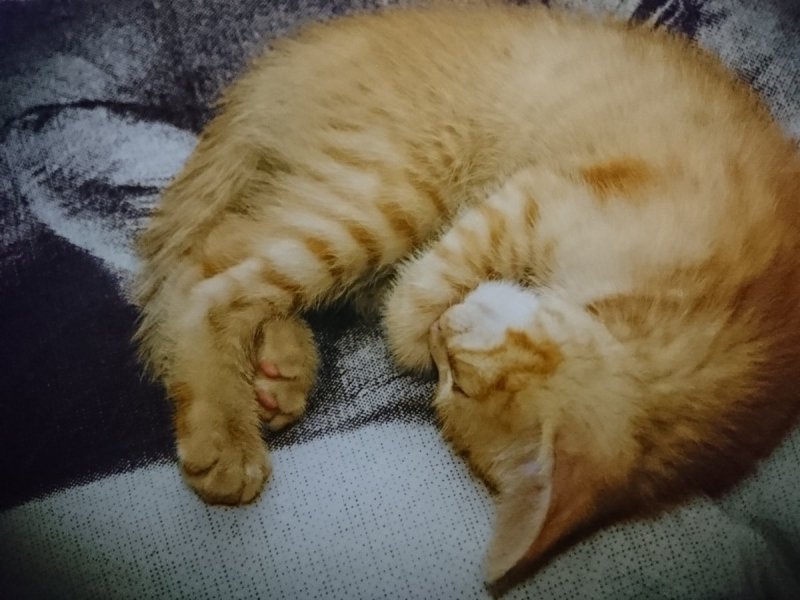 SLEEPING CAT - CC0 PUBLIC DOMAIN