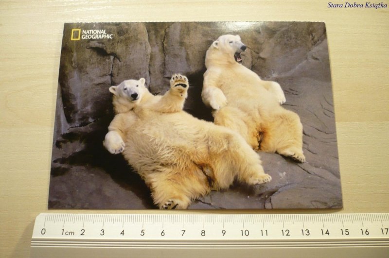 POLAR BEARS (URSUS MARITIMUS)