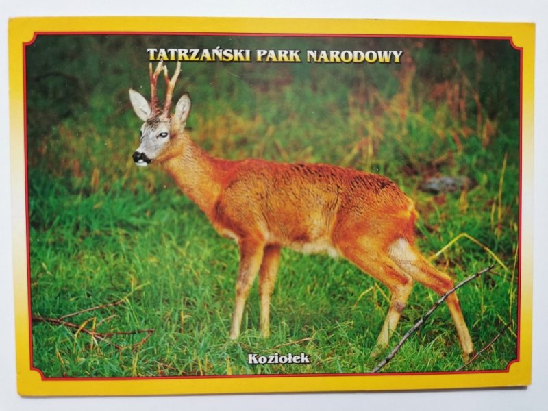ZWIERZĘTA TATR. KOZIOŁEK FOT. ZUMRIK