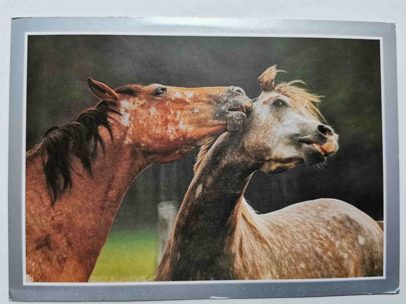 BAWIĄCE SIĘ KONIE FOT. RACZKOWSKA