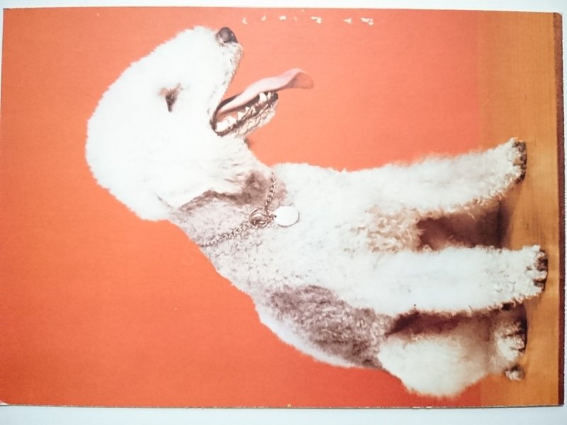 BEDLINGTON TERRIER FOT. J. CHOJNACKI