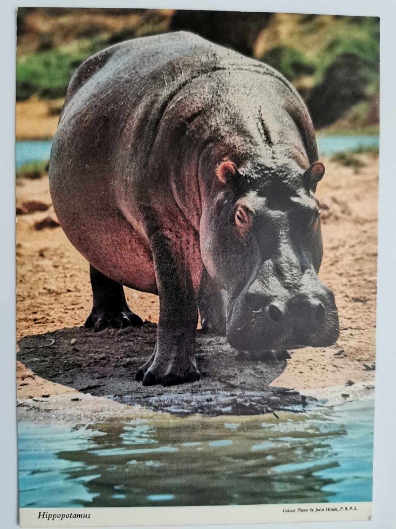 HIPPOPOTAMUS FOT. JOHN HINDE