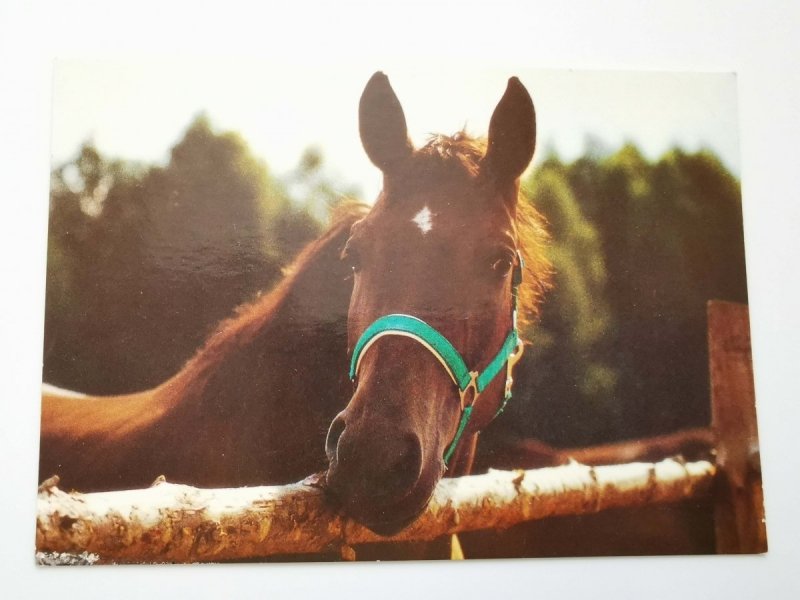 DZIEMIANY KASZUBSKIE. FAUNA, STAJNIA PEGAZ FOT. KALISZEWSKA