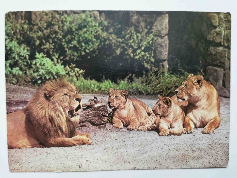 LEW (PANTHERA LEO) FOT. RACZKOWSKA