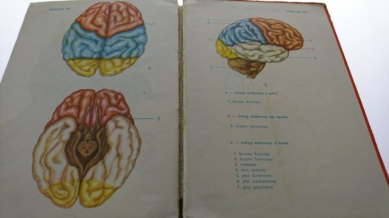 NAUKA O CZŁOWIEKU DLA KLASY VIII - Stęślicka 1981