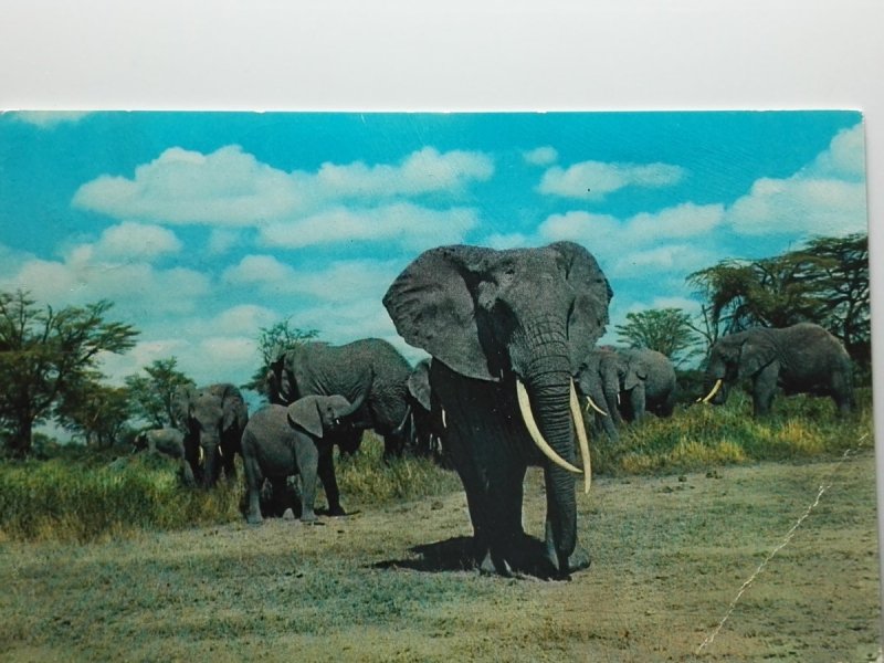 AFRICAN WILD LIFE - ELEPHANTS 3