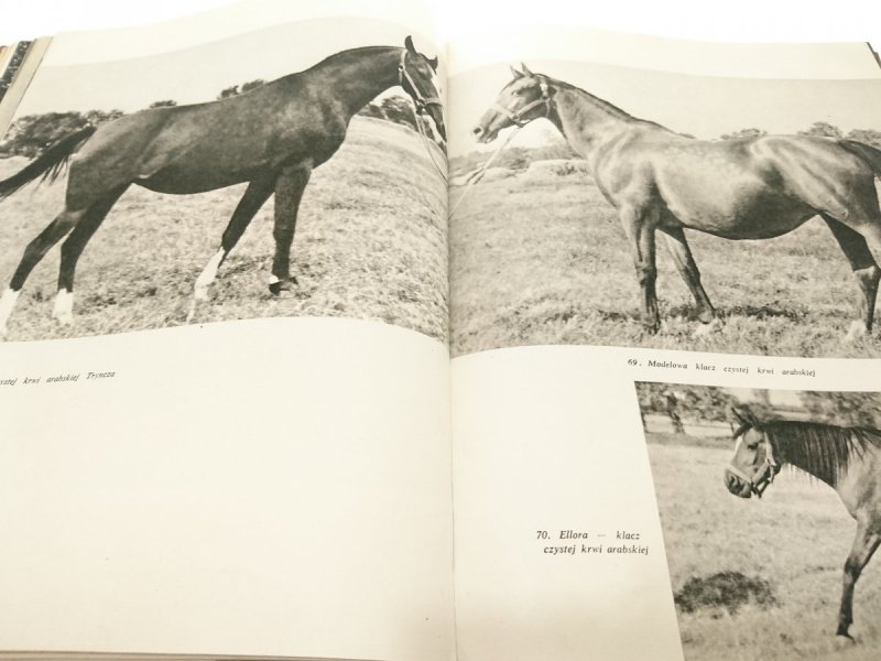 KOŃ I JEŹDZIEC - Stanisław Schuch 1967