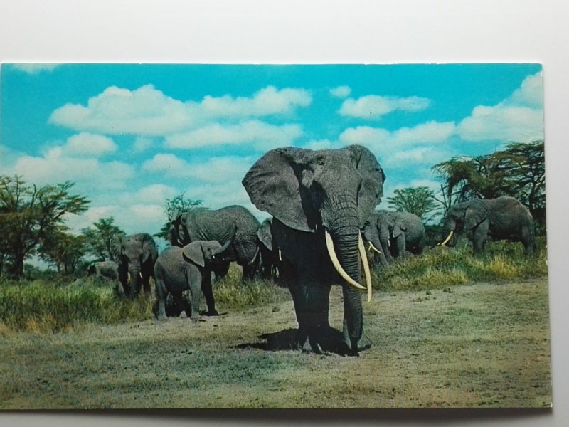 AFRICAN WILD LIFE - ELEPHANTS 2