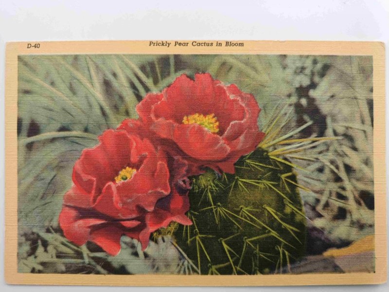 PRICKLY PEAR CACTUS IN BLOOM