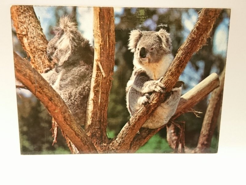 KOALAS. THE MOST POPULAR MARSUPIAL IN THE WORLD