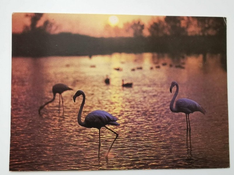 FLAMINGI NAD JEZIOREM FOT. PAPIKYAN