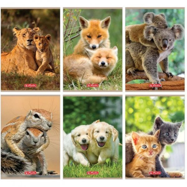 Zeszyt szkolny A5 32 kartki w kratkę 70g ANIMALS 9583063 HERLITZ