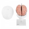 Czaszka człowieka - mózg - model anatomiczny PHYSA 10040404 PHY- SK-8