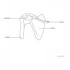Staw barkowy - model anatomiczny PHYSA 10040245 PHY-SJ-1