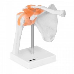 Staw barkowy - model anatomiczny PHYSA 10040245 PHY-SJ-1