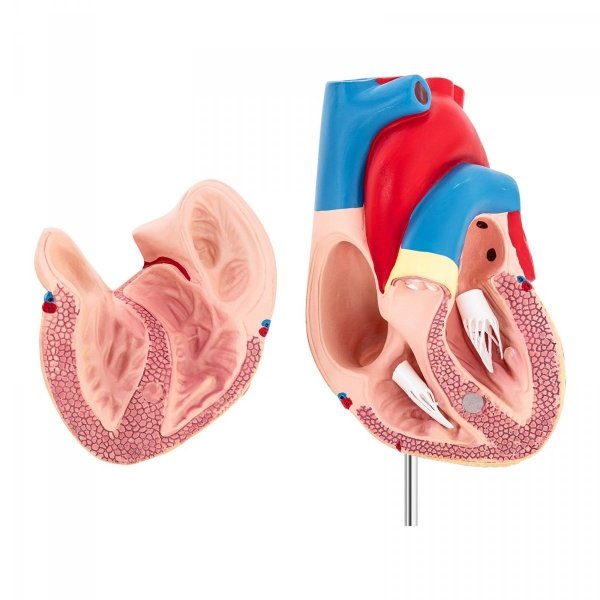 Serce - model anatomiczny PHYSA 10040318 PHY-HM-2