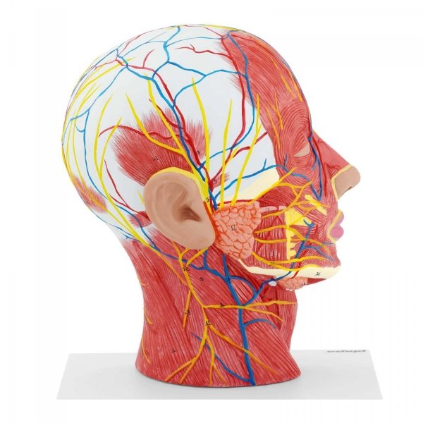 Głowa i szyja - model anatomiczny PHYSA 10040335 PHY-HM-4
