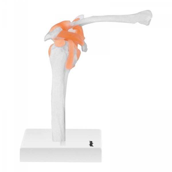 Staw barkowy - model anatomiczny PHYSA 10040245 PHY-SJ-1