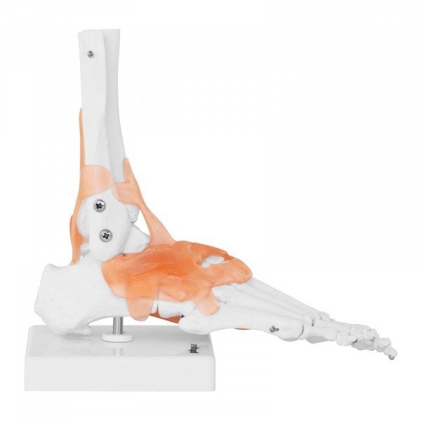 Staw skokowy - z więzadłami - model anatomiczny Physa 10040247 PHY-FM-1