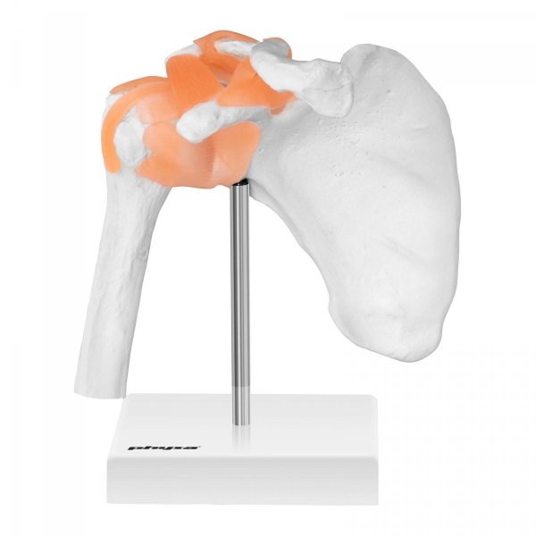 Staw barkowy - model anatomiczny PHYSA 10040245 PHY-SJ-1