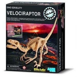 Wykopaliska Velociraptor - dino szkielet