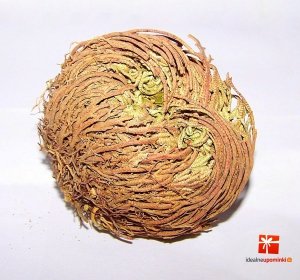 Róża Jerychońska - Róża z Jerycha - Zmartwychwstanka
