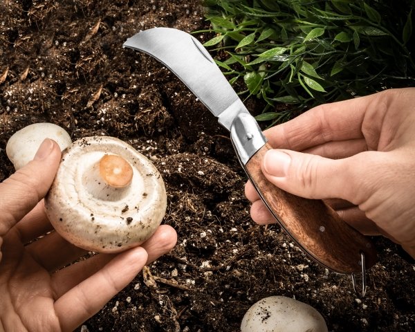 Nóż do ogrodu i na grzyby z drewnianą rączką Sierpiec