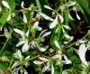 Wilczomlecz Euphorbia 'Diamond Frost' Sklep cena