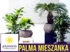 Palmy MIESZANKA (Palm mixture)  nasiona