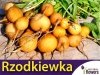 Rzodkiewka Zlata (Raphanus sativus)