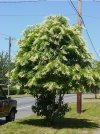 Oxydendrum arboreum sadzonki