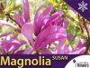 Magnolia 'Susan' (Magnolia) Sadzonka
