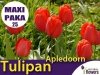 MAXI PAKA 25 szt Tulipan Darwina 'Apledoorn'