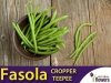 Fasola szparagowa karłowa zielonostrąkowa Cropper Teepee XL 500 g (Phaseolus vulgaris)