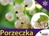 Porzeczka biała wersalska sadzonka (Ribes niveum)