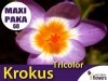 MAXI PAKA 60 szt Krokus 'Tricolor'