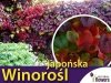 Winorośl japońska ozdobna sadzonka cena