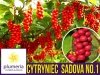Cytryniec Chiński ‘Sadova No.1’ Sadzonka