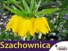 Szachownica cesarska 'Lutea' (Fritillaria imperialis) 