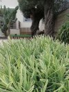 Lavandula angustifolia 'Momparler'
