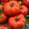 Jak wyhodować pomidory