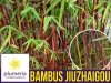 Czerwony Bambus Mrozoodporny (Fargesia Jiuzhaigou) Sadzonka C5