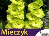 Mieczyk wielokwiatowy (Gladiolus) Green Star