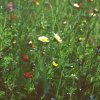 Kwietna łąka LONG LIFE MEADOW mieszanka bylinowa nasiona 500g