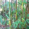 Odmiany bambusa mrozoodpornego