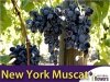 Winorośl New York Muscat Sadzonka - odmiana deserowa-przerobowa 