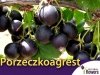 Porzeczkoagrest 'Josta' (Ribes x Nidigrolaria) Sadzonka