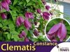 Powojnik botaniczny CONSTANCE (Clematis) Sadzonka C2
