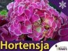 Hortensja ogrodowa 'Tivoli rosa' (Hydrangea macrophylla) Dwubarwna Sadzonka