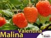 Malina właściwa morelowa (Rubus idaeus) 'Valentina®' Sadzonka